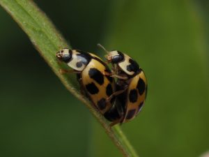 Comparação entre Diferentes Fontes de Energia Renovável para Uso Industrial
