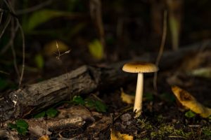 Tendências Futuras em Fontes de Energia Sustentável para Pequenas Empresas