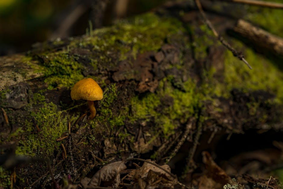 O Papel da Economia Circular na Sustentabilidade Energética das Cidades 1 O Papel da Economia Circular na Sustentabilidade Energética das Cidades